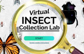 Virtual Insect Lab banner image